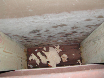 Mold inside a wall - Water Damage Repair